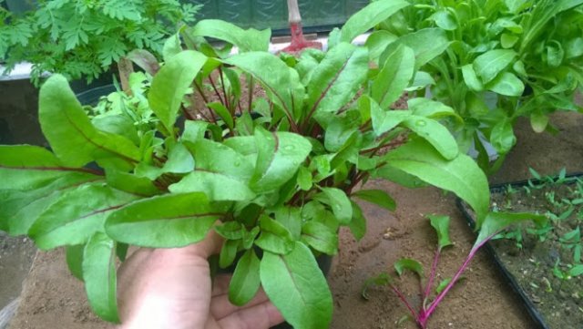 Весенний посев свеклы: как не совершить ошибок?