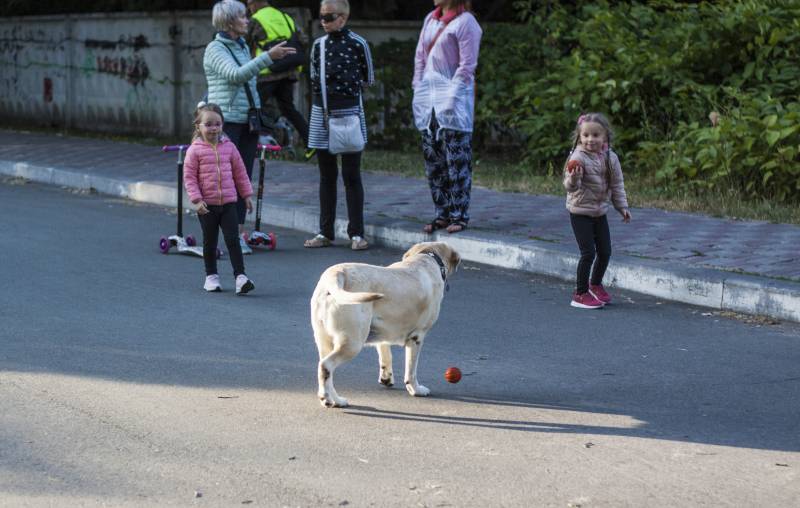 Записки Колорадского Таракана. Одинокий Чебурашка с мегафоном в ночи… украина