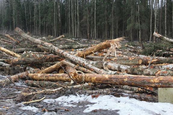 Петербуржцы недовольны вырубкой деревьев на севере города