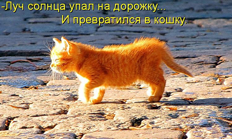 Без кота и жизнь не та