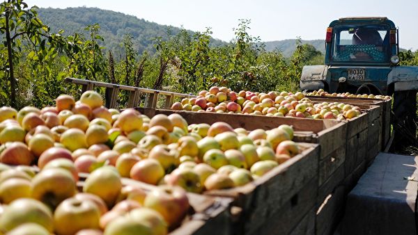 Даёшь яблоки по 500 рублей: Российские садоводы попросили вице-премьера ограничить импорт фруктов импорт,общество,пошлины,продукты,производство,россияне,экономика