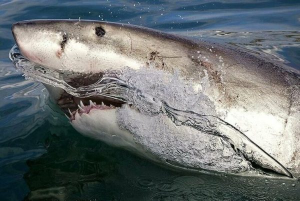 Калифорнийский фотограф заглянул в пасть морскому дьяволу