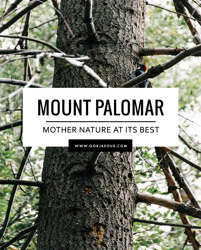 Mount Palomar: Mother Nature at Its Best | SCATTERBRAIN