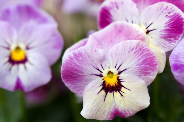 Viola hybrida (x cornuta) Viola hybrida (x cornuta)