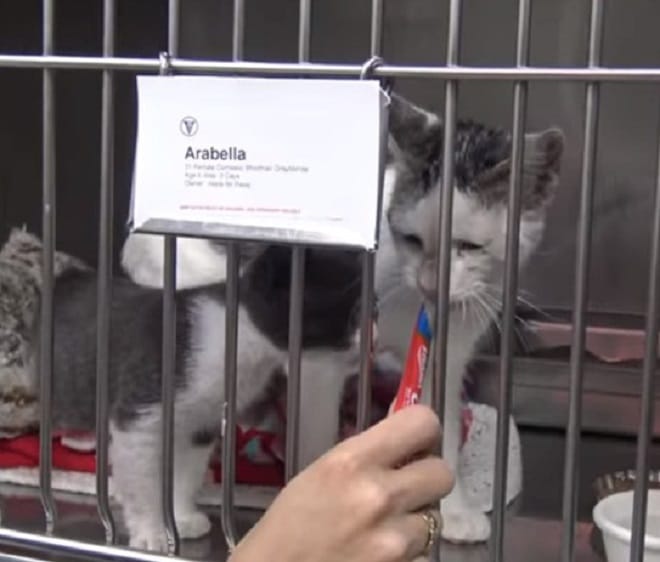 Котенок с мамой 