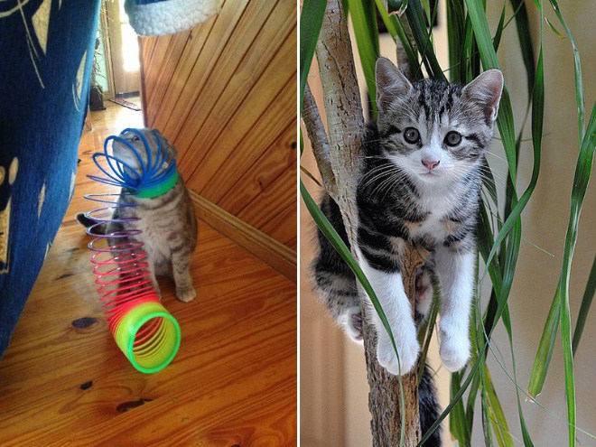 застрявшие собаки делают вид что все ок