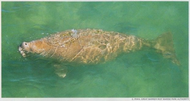 Дюгонь (лат. Dugong dugon) (англ. Dugong)