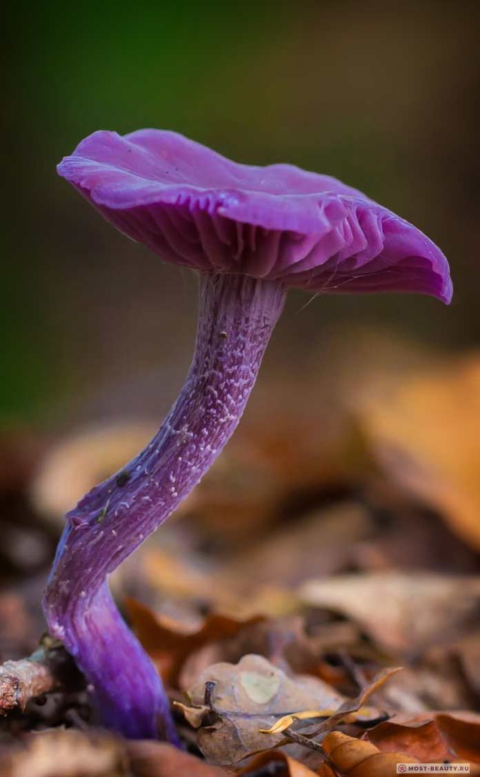 Amethyst deceiver