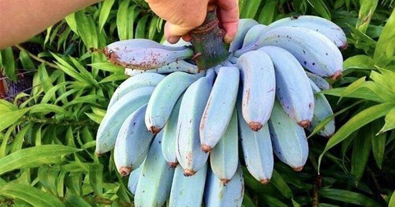 Сорт банана Голубая Ява, который, как говорят, имеет такую же консистенцию, как мороженое, и имеет аромат ванили