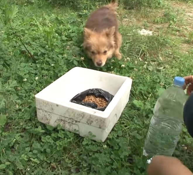 Собака подходит