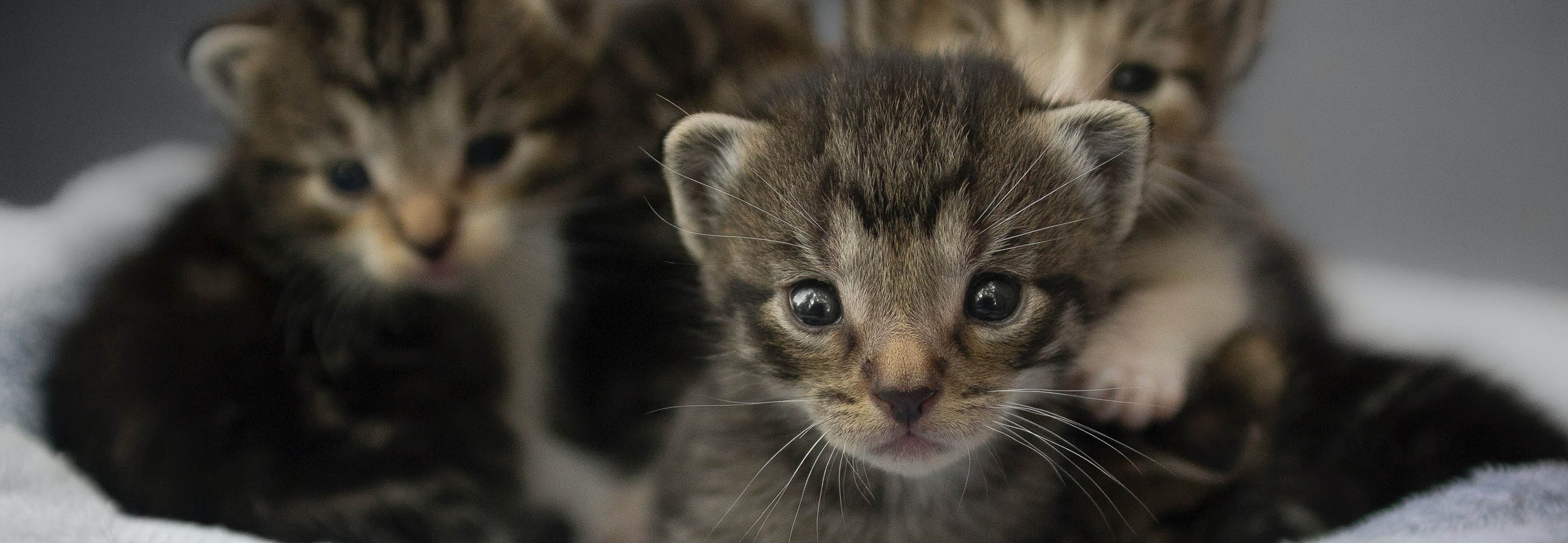 к чему снятся утопленные котята