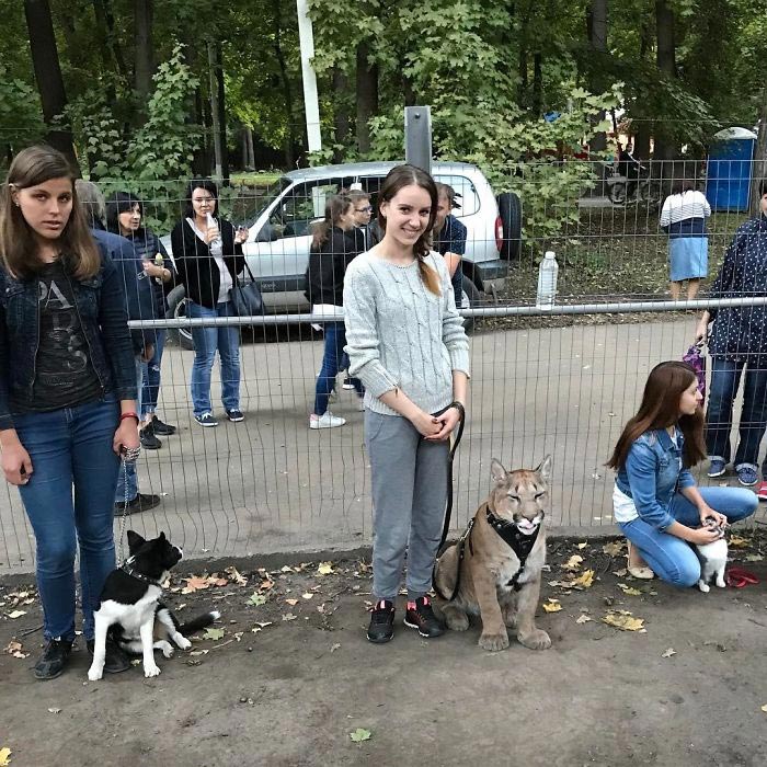 Русская пара спасла пуму из контактного зоопарка, пума Месси, Мария и Александр Дмитриевы