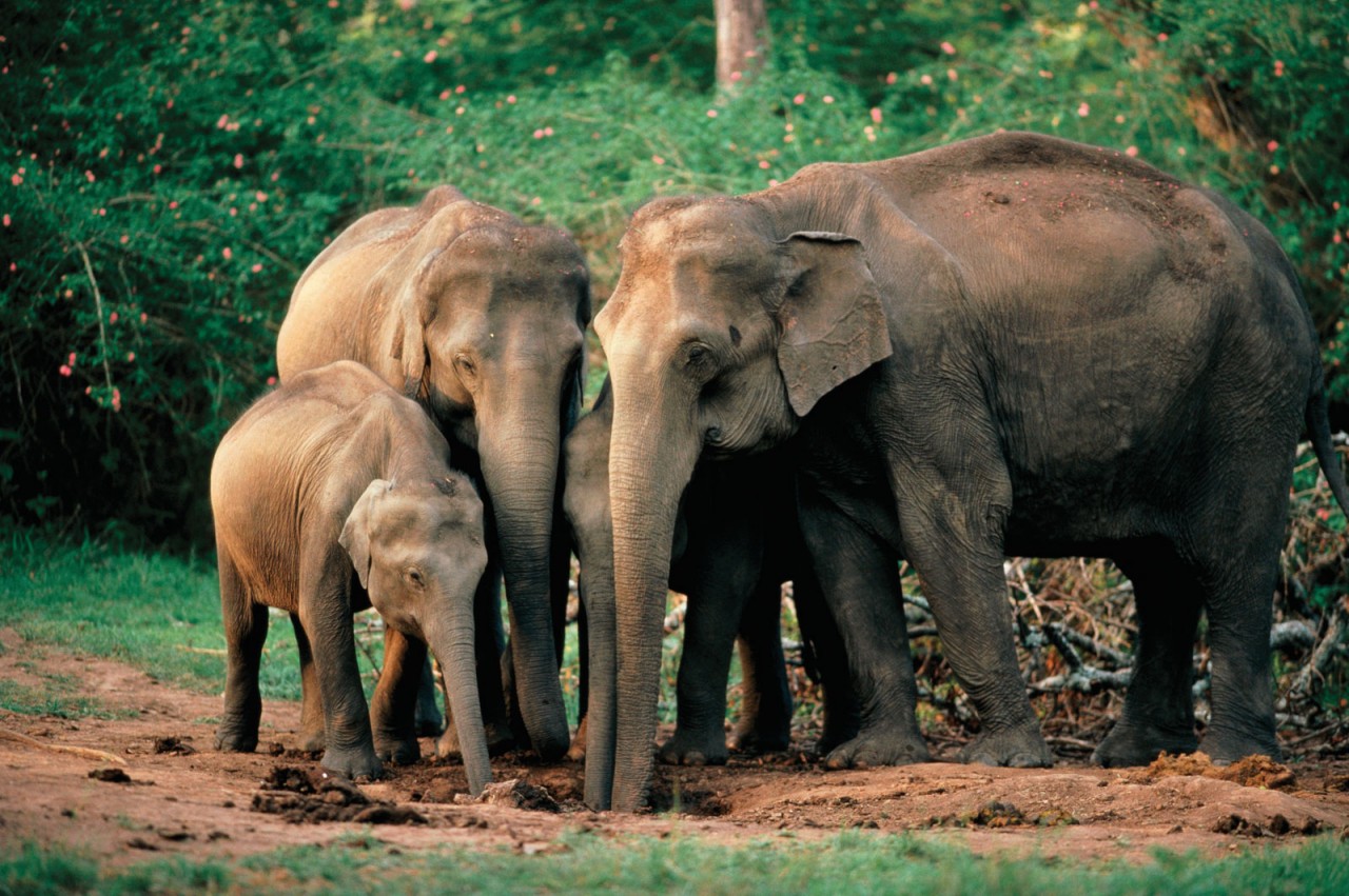 slonfamily