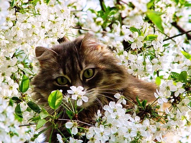 Кошки и весна :: Блог Лики: Это интересно, страшно и смешно