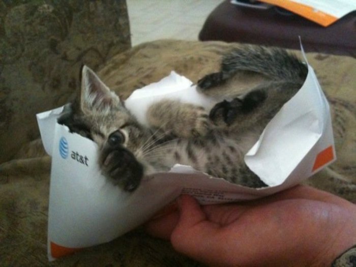 Коты, которые предпочитают необычные места обитания Коты, которые предпочитают необычные места обитания веселые картинки