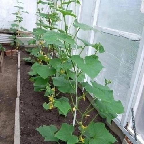 Чтобы огурцы не подвергались заболеваниям и листья оставались здоровыми, я применяю это средство.