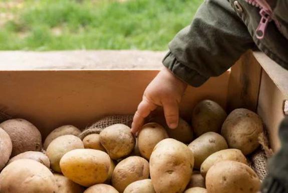 Эксперт: «Значительного снижения цен на картофель ожидать не стоит. Новый урожай осенью немного их снизит, но на пару рублей»