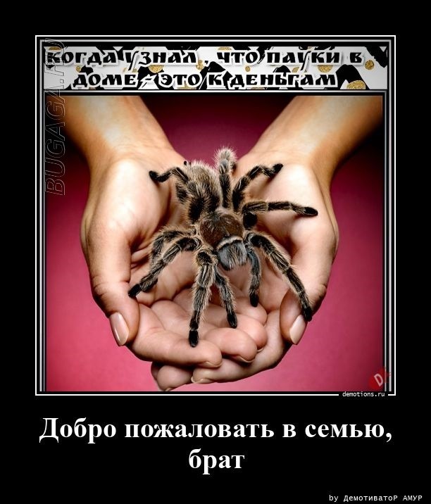 Демотиваторы – приколы: «Когда собираешься в магазин» Демотиваторы – приколы: «Когда собираешься в магазин»