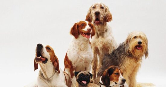 Топ-6 пород собак, от которых чаще всего пахнет псиной
