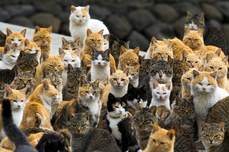 Острова кошек в Японии: удивительная земля, где котов в разы больше, чем людей кошек, острова, здесь, человек, просто, только, живут, пожилые, всего, конечно, в середине, окрасов, на эти, Аошима, попали, животные, и породКак, АосимаЭто, совсем, небольшой