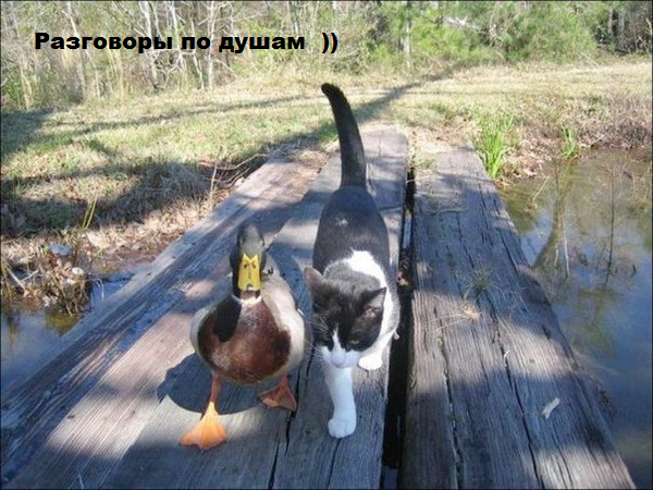 ЖИЗНЬ ЖИВОТНЫХ  Сначала, милота, настроения             , жизненные, ситуации                                                               
