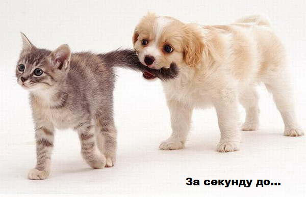 ЖИЗНЬ ЖИВОТНЫХ  Сначала, милота, настроения             , жизненные, ситуации                                                               