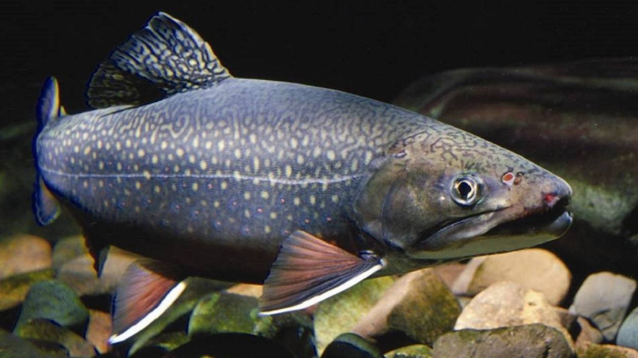 Российское правительство в два раза снизило НДС при продаже пресноводной живой форели