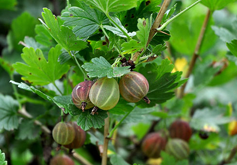 Крыжовник (Grossularia )