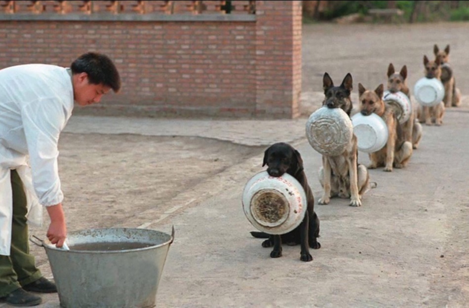 Полицейские собаки в Китае в очереди за обедом