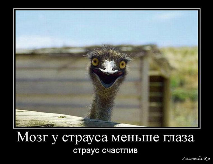 Прикольные демотиваторы для поднятия настроения демотиваторы свежие,приколы,смешные демотиваторы,юмор