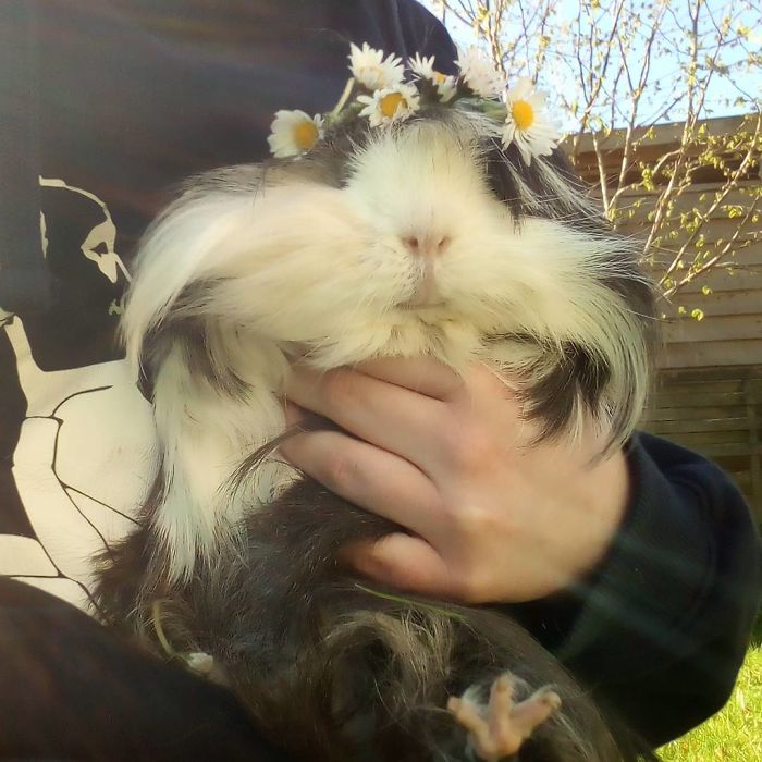 Long-haired-guinea-pigs