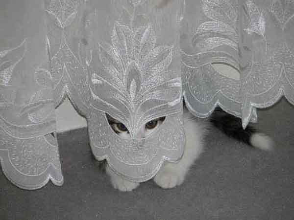 Непревзойденные мастера скрытности! Скрытность, кошки, подборка, прикол, юмор