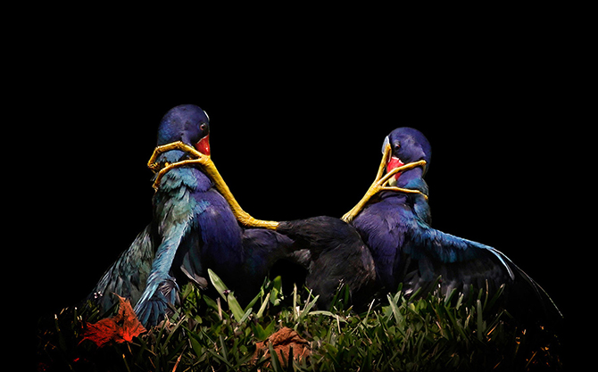 Птичий конкурс Audubon Photography Awards 2015