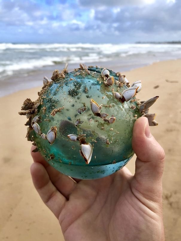 3. Стеклянный шар, превратившийся в маленькую морскую экосистему, найден на пляже на Гавайях Неожиданная находка, интересные вещи, интересные находки, находки, находки и открытия, не ждали, случайно