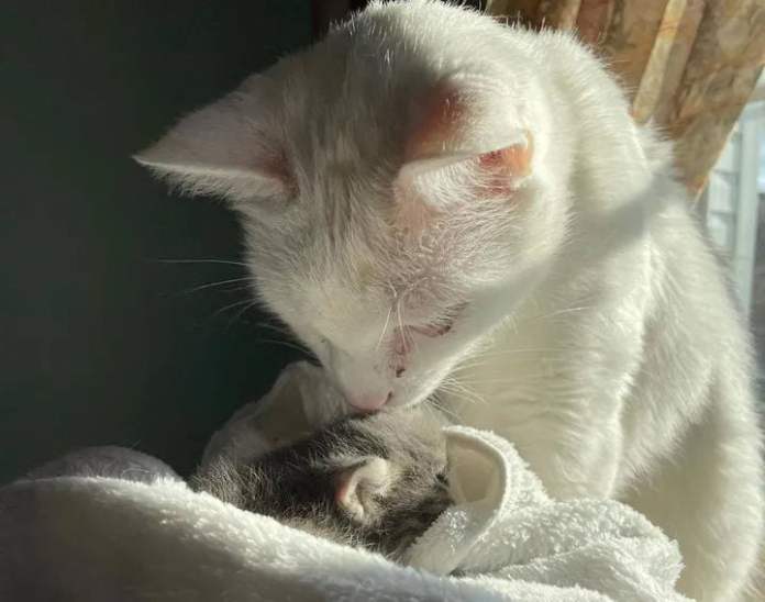 Без кота и жизнь не та