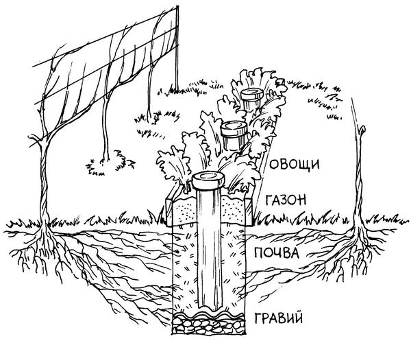 умная посадка винограда