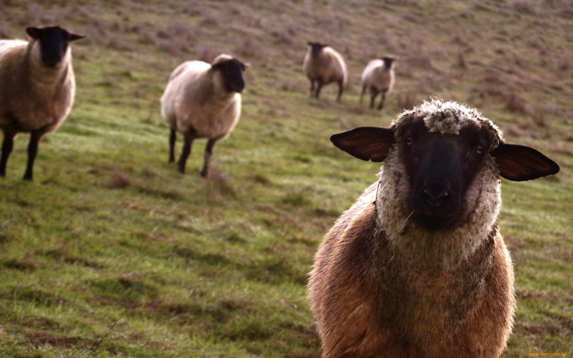 Почему овцы совершают массовые самоубийства загадки,спорные вопросы