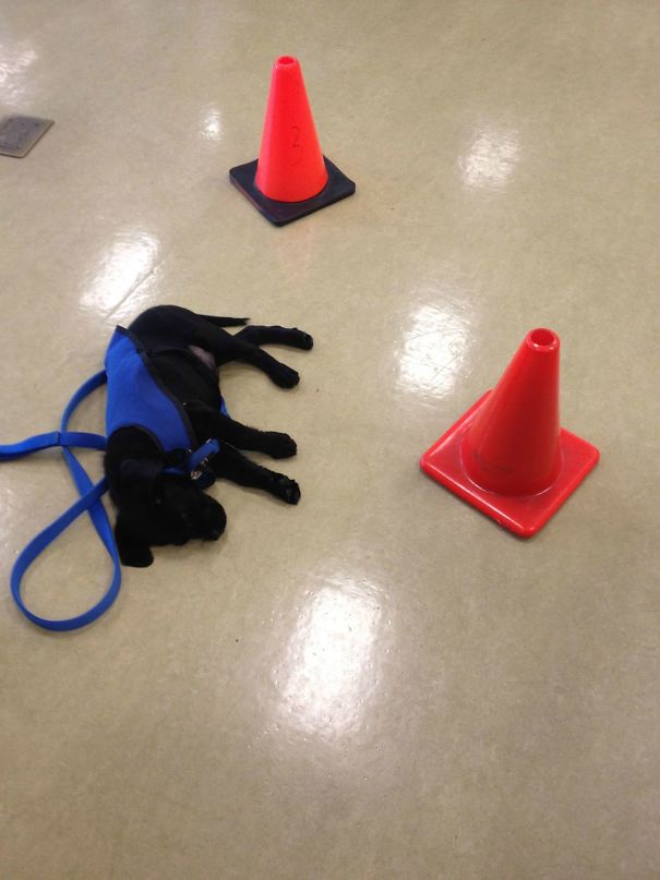 Service Puppy-In-Training Needed A Nap In My Gym. We Put Cones Around Her So She Wouldn't Be Disturbed Service Puppy-In-Training Needed A Nap In My Gym. We Put Cones Around Her So She Wouldn't Be Disturbed