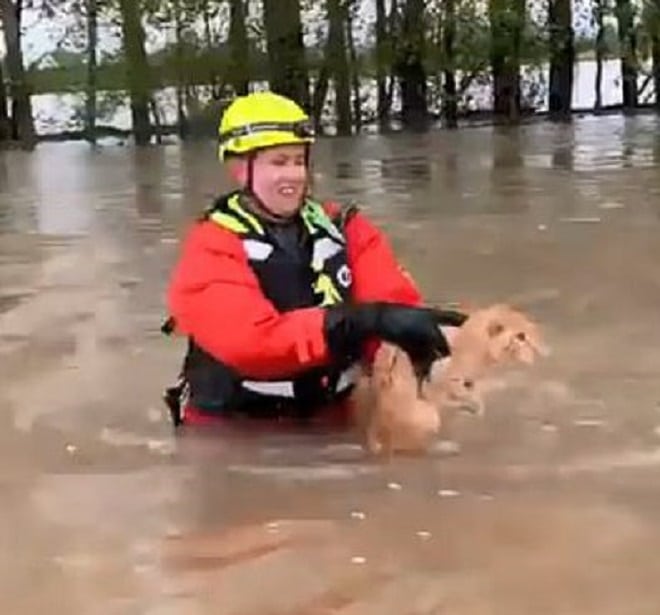Котик в тазике с водой. Кот спасатель. Кот наводнение. Кот купается в море. Кот наводнение.