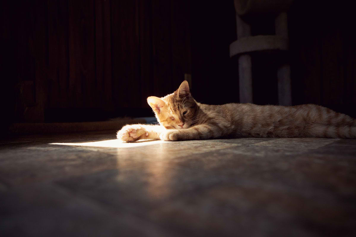 Самый большой приют для кошек и собак