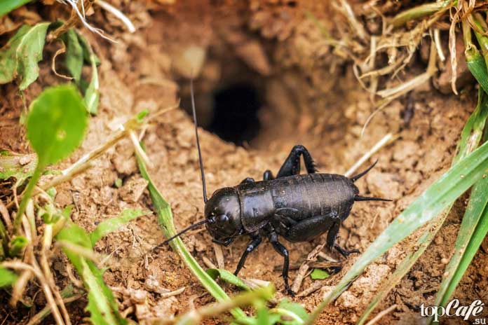 Почему важны насекомые: Почвообразование