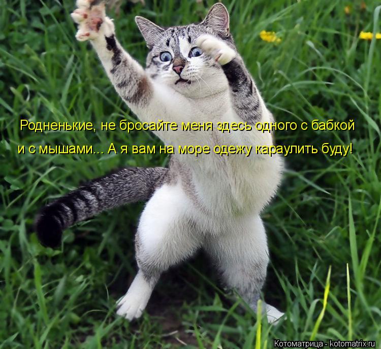 Котоматрица: Родненькие, не бросайте меня здесь одного с бабкой и с мышами... А я вам на море одежу караулить буду!