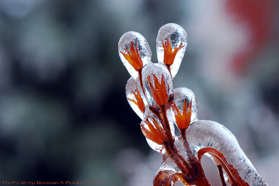 Фотография: Ледяное вдохновение — 23 фото интересных образований изо льда №13 - BigPicture.ru