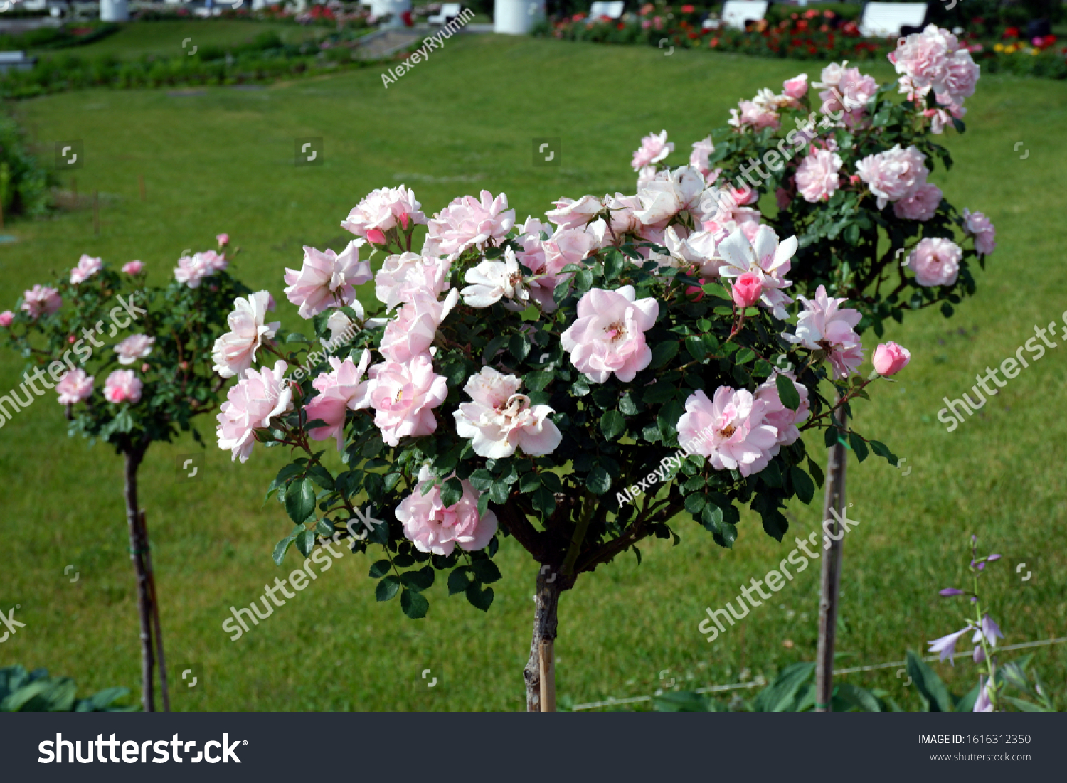 Rose flowers of rose hip on rose hip bush closeup view