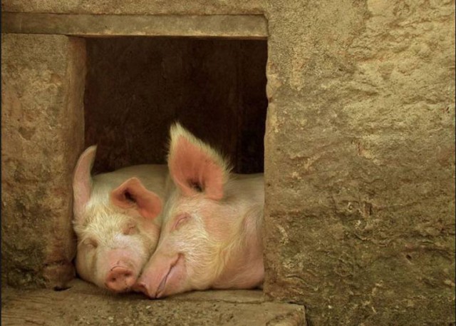 Спим в неожиданных местах и позах