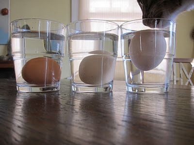 7. Научитесь определять степень свежести яйца кухня, лайфхаки, полезности