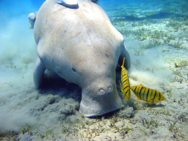 Дюгонь (лат. Dugong dugon) (англ. Dugong)