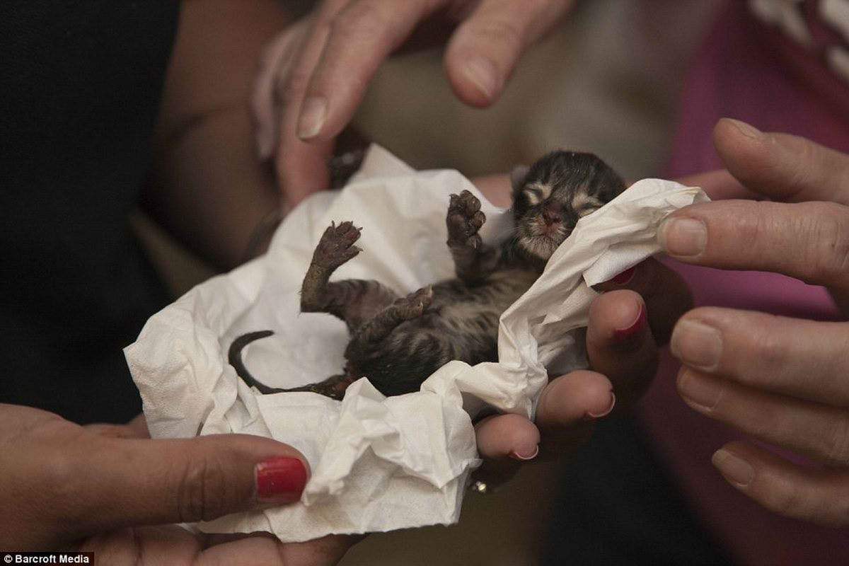 Самый большой приют для кошек и собак