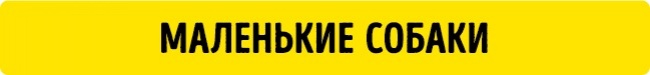 Простой способ определить возраст собак и кошек в человеческих годах