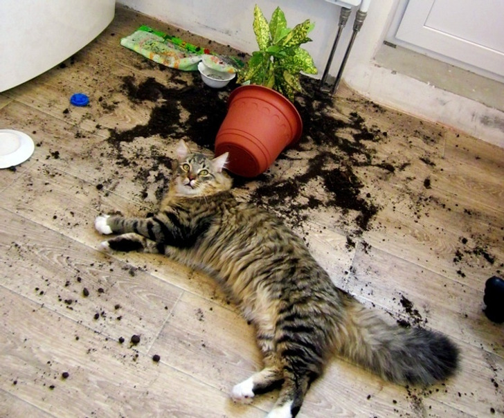 20 котиков, которые могли бы вести себя по-нормальному, но зачем, если их и так любят? 20 котиков, которые могли бы вести себя по-нормальному, но зачем, если их и так любят?